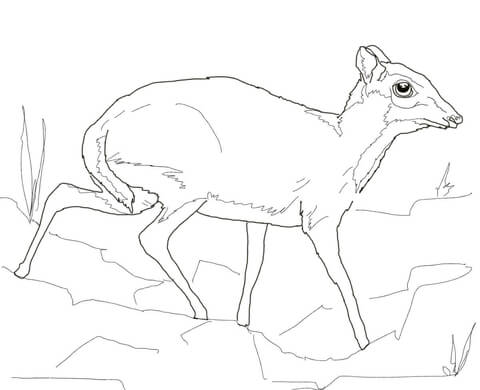 Lesser Mouse Deer Coloring Page